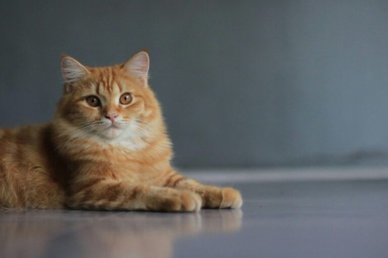 How Old Is My Cat? Free Cat Age Calculator Tool