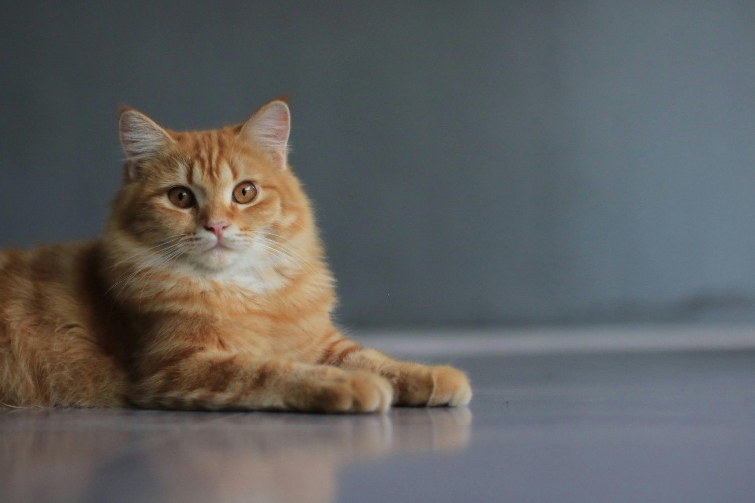How Old Is My Cat? Free Cat Age Calculator Tool