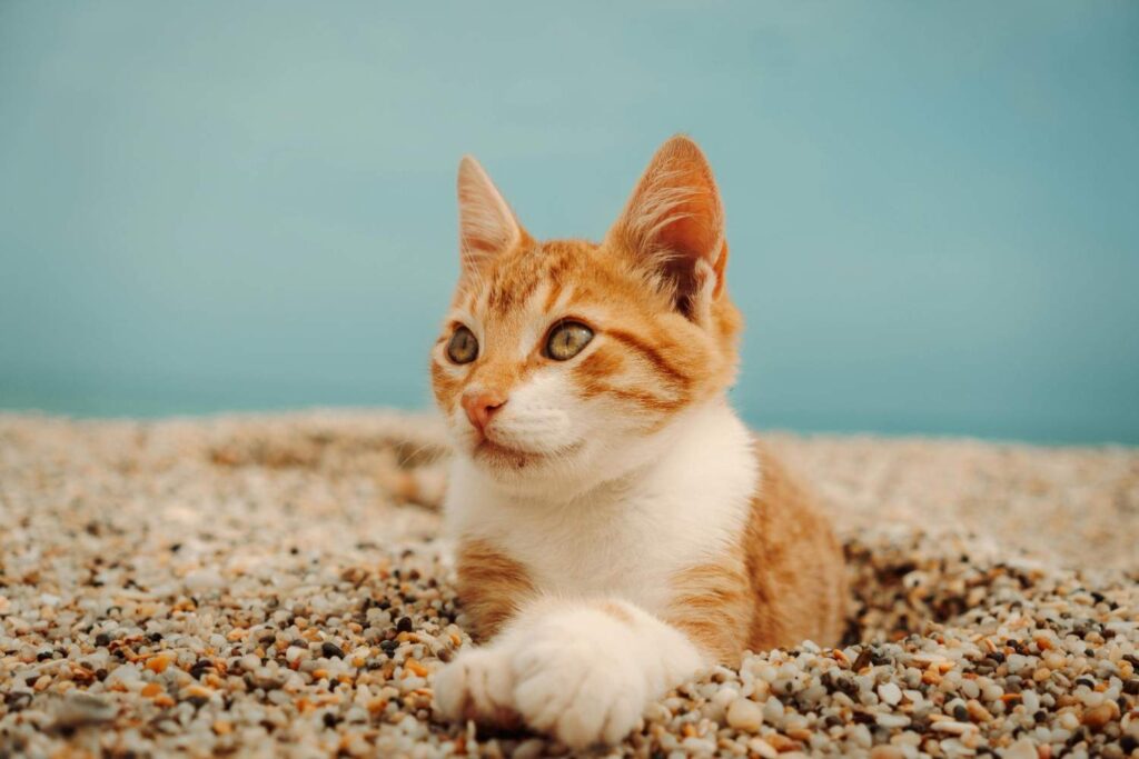 Factors Affecting a Cat's Calorie Intake