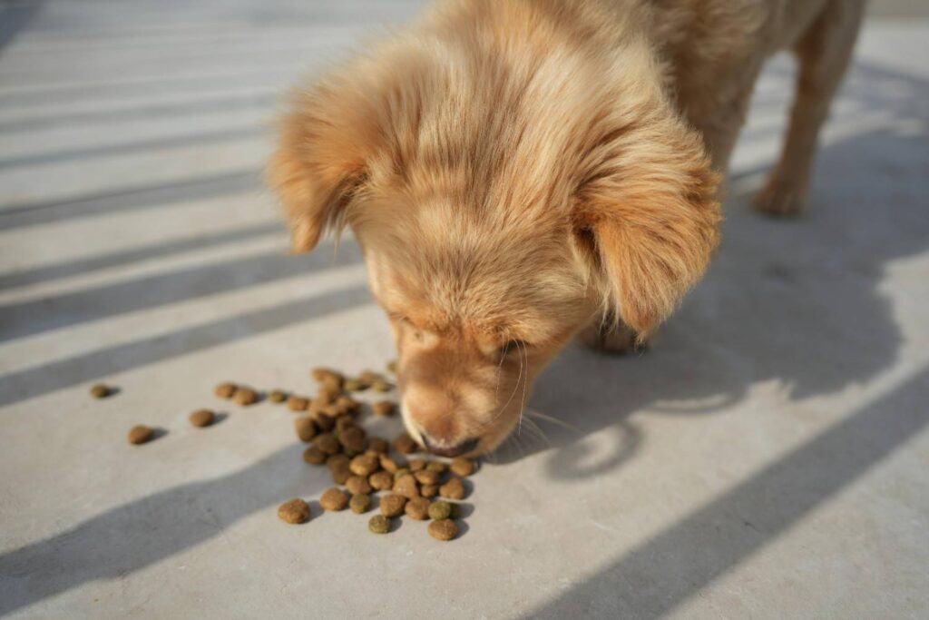 Factors That Affect a Dog's Daily Calories Needs