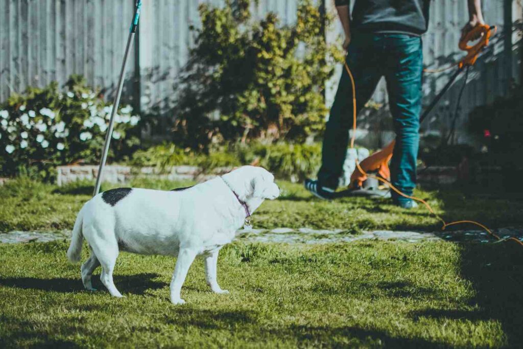 Grow a garden pet weight calculator
