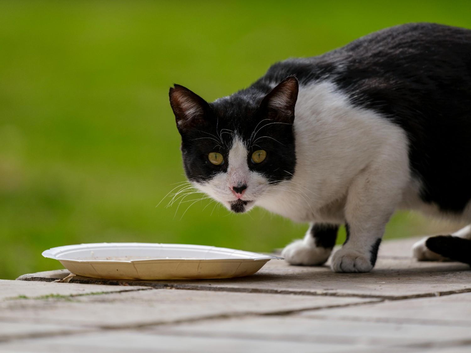 How Many Calories Does Your Cat Need Each Day