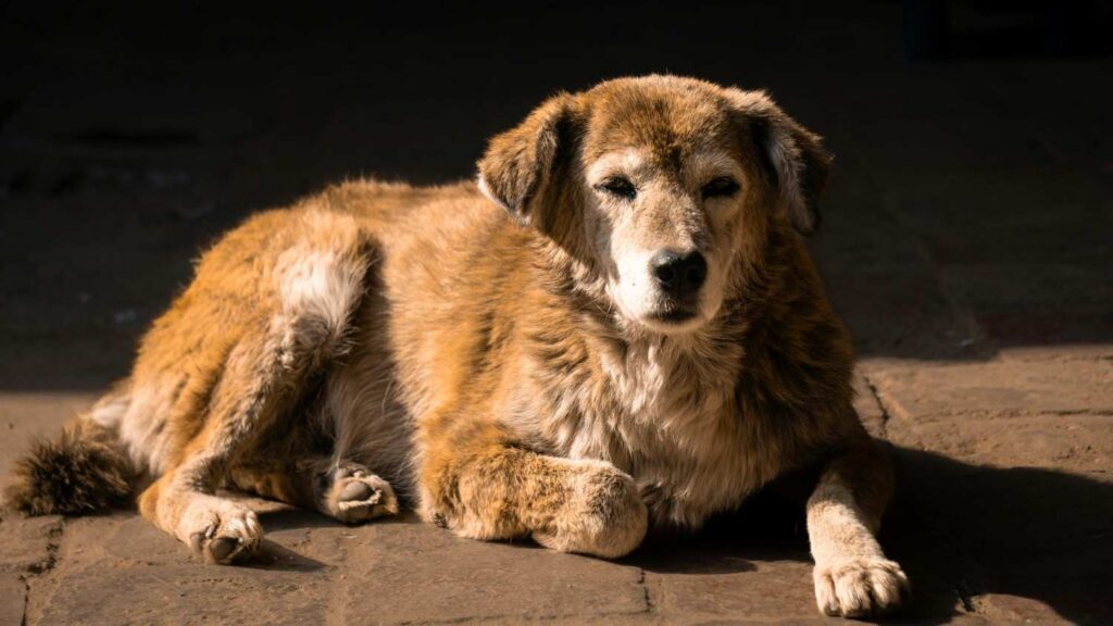 How To Calculate Dog Age