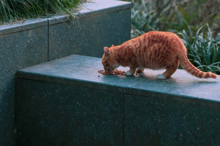 How many calories should a cat eat to loss weight