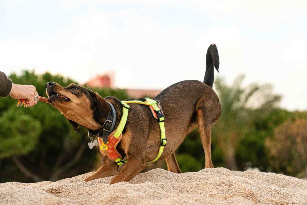 dog calorie calculator for weight loss