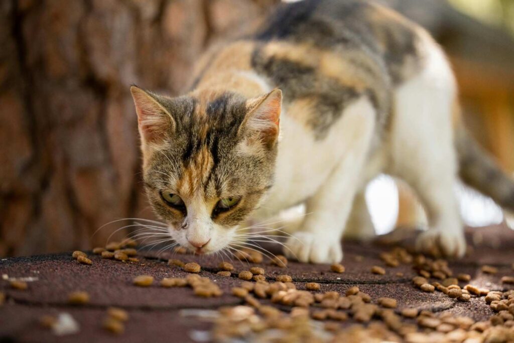 Why Understanding Calorie Intake Is Important for Your Cat