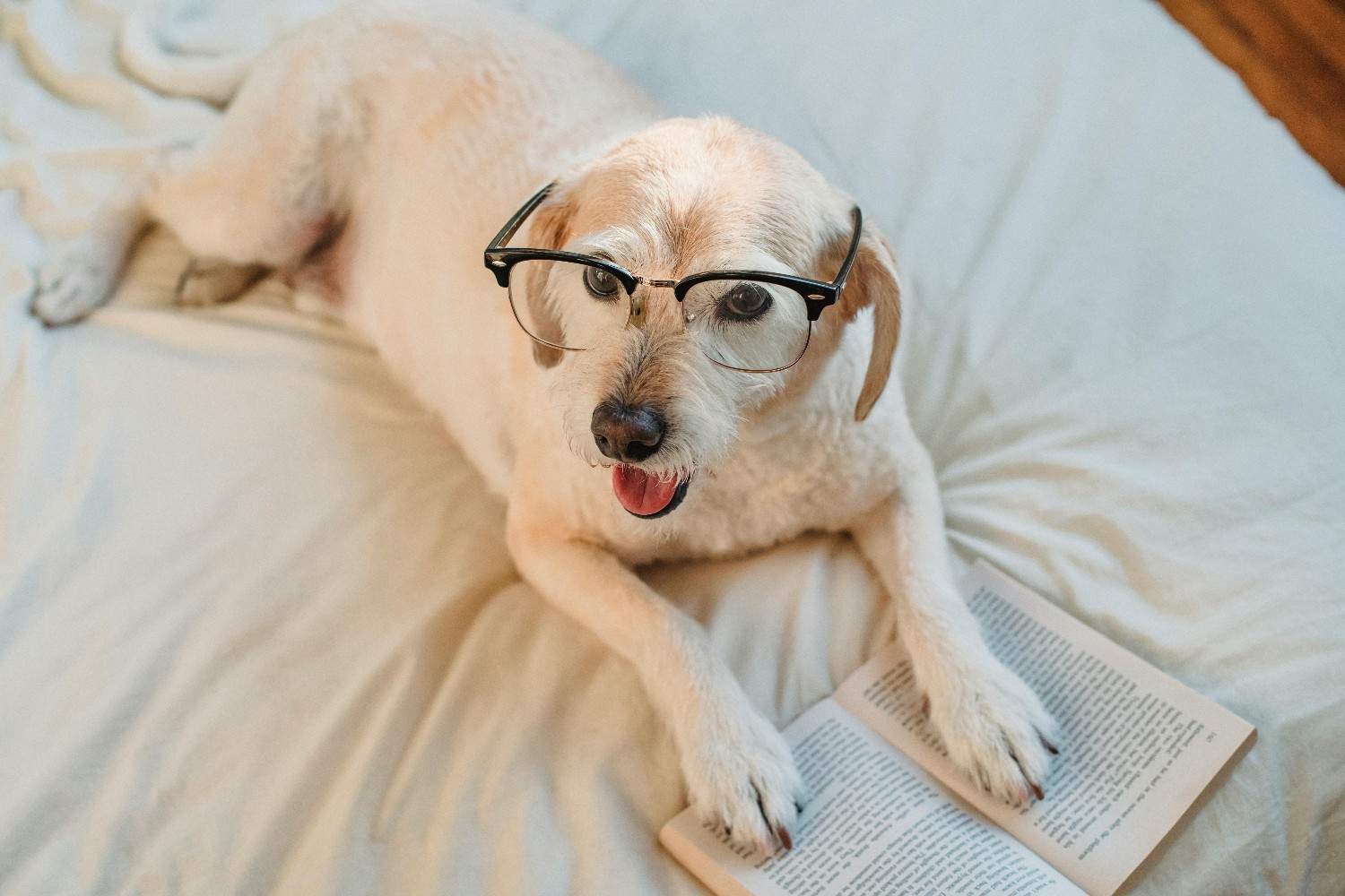 Dog Age Calculator: Count Your Dog’s Age Easily