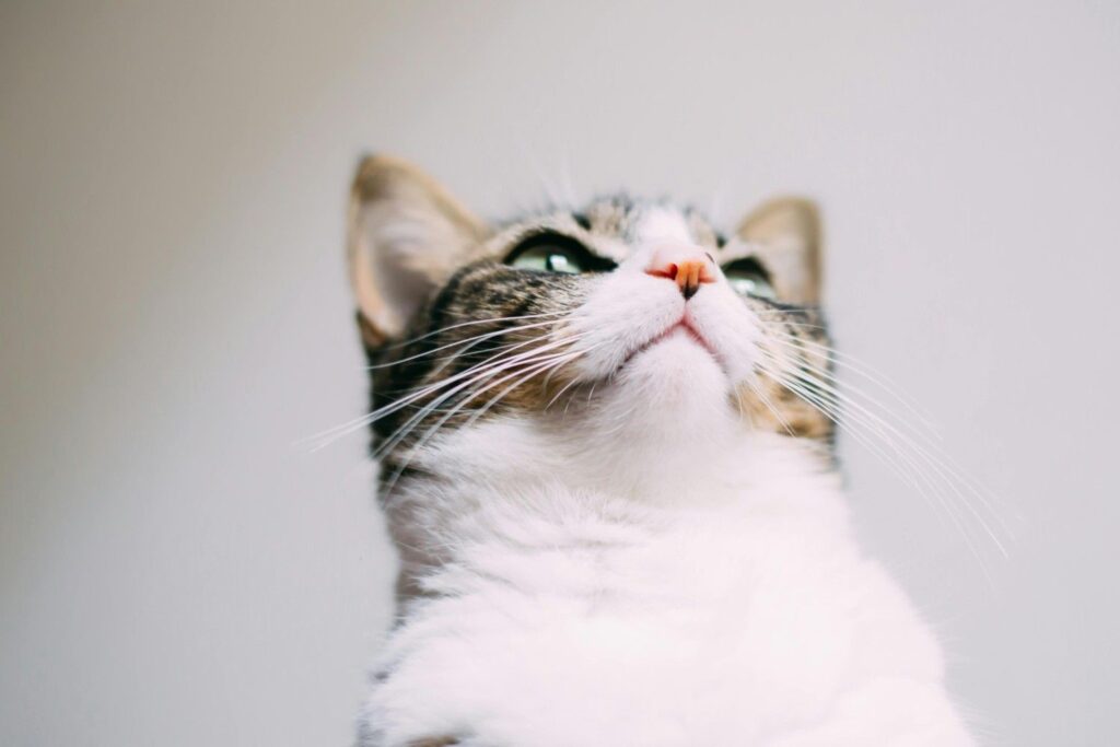 How to Find Your Cat's Age / How Can I Tell My Cat's Age?