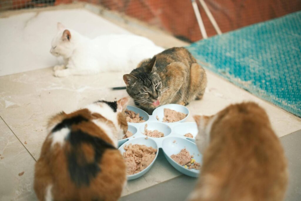 How Do I Know If and How Much Weight My Cat Needs to Loss